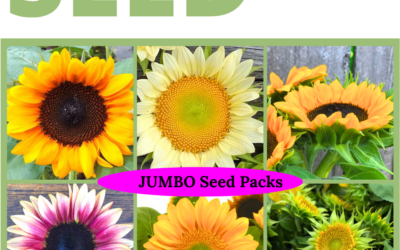 Sunflower Succession Seed Collection