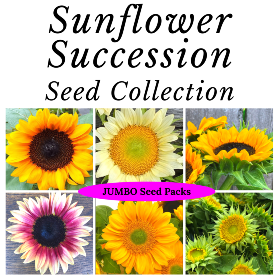 _Web Sunflower Succession Seed Collection (1)