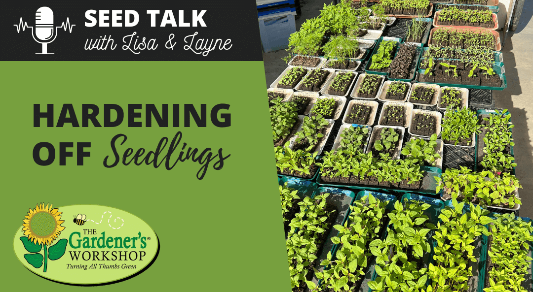 #26 – Hardening Off Seedlings