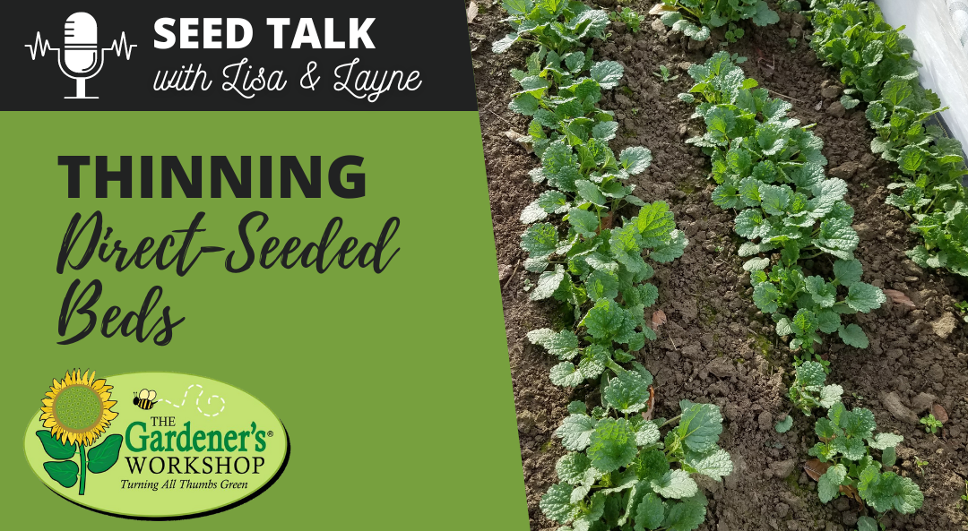 #27 – Thinning Direct-Seeded & Self-Sown Beds of Seedlings