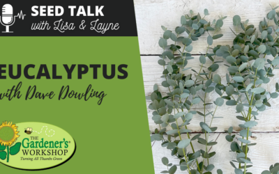 #29 – Eucalyptus with Dave Dowling