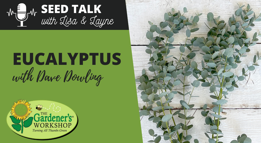 #29 – Eucalyptus with Dave Dowling
