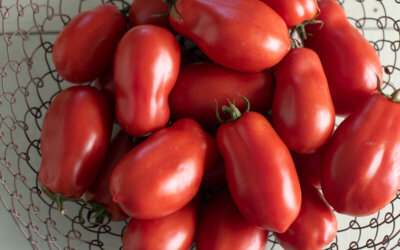 Tomato, Paste ‘San Marzano II’