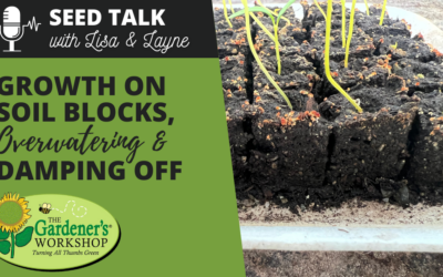 #31 – Growth on Soil Blocks, Overwatering & Damping Off
