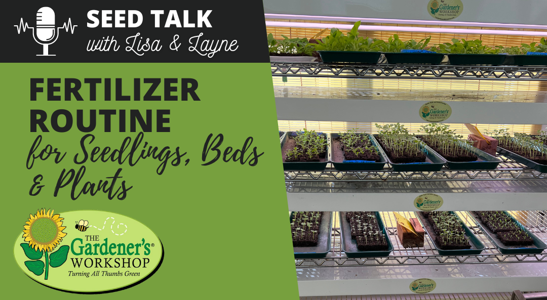 #34 – Fertilizer Routine for Seedlings, Beds & Plants