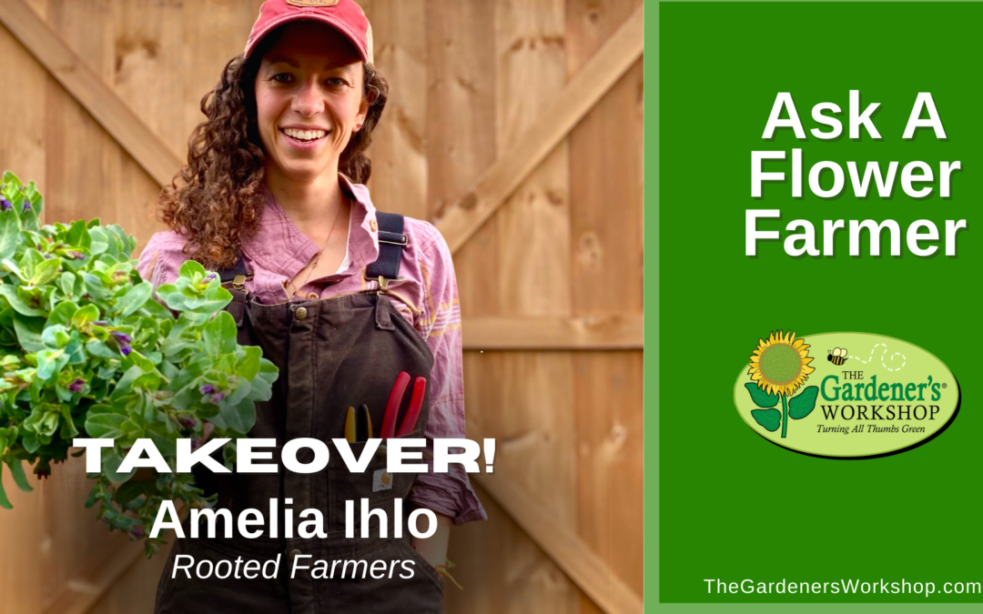 234: Ask A Flower Farmer with Amelia Ihlo of Rooted Farmers