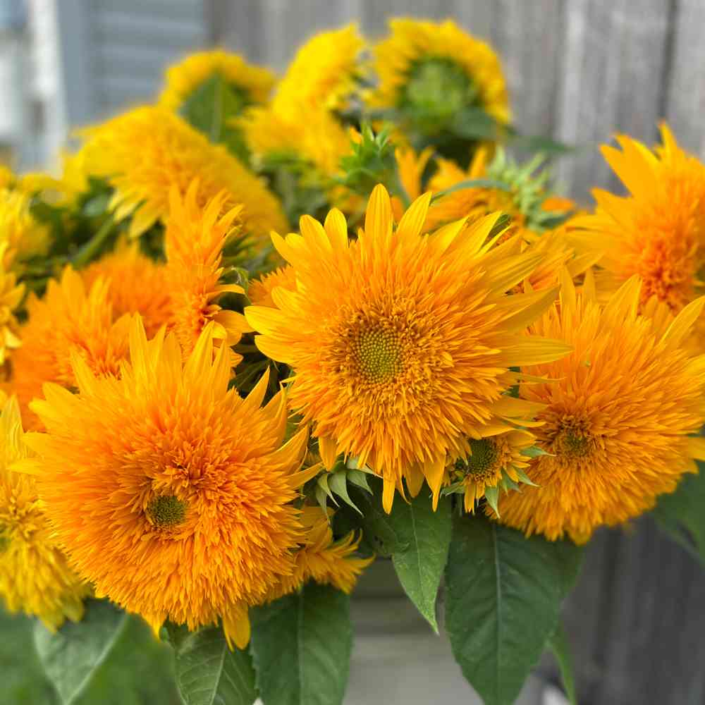 Helianthus annuus 'Double Shine