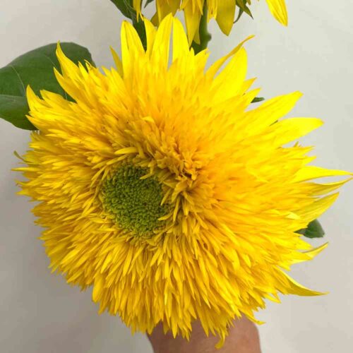 FSU35 - Sunflower_ Lemonade (1000px 72dpi)