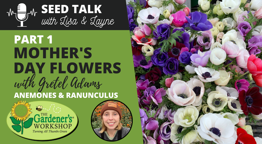 #35 – Mother’s Day Flowers, Part 1 – Anemones & Ranunculus with Gretel Adams