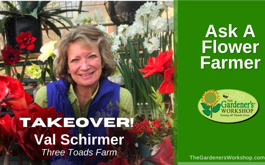 #236: Val Schirmer Takeover on Ask A Flower Farmer