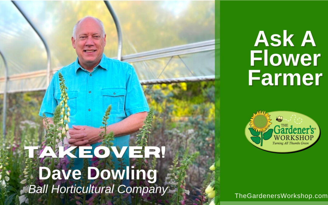 #237: Dave Dowling hosts Ask A Flower Farmer Q&A