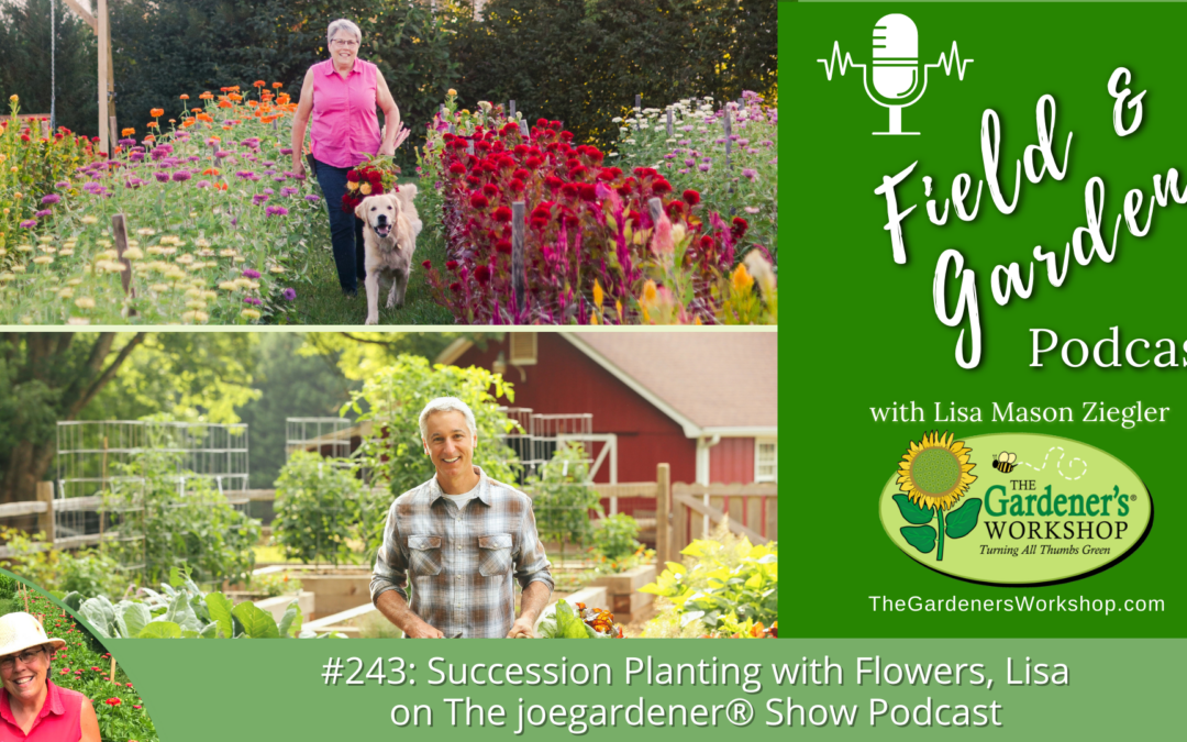 #243: Succession Planting with Flowers, Lisa on The joegardener® Show Podcast