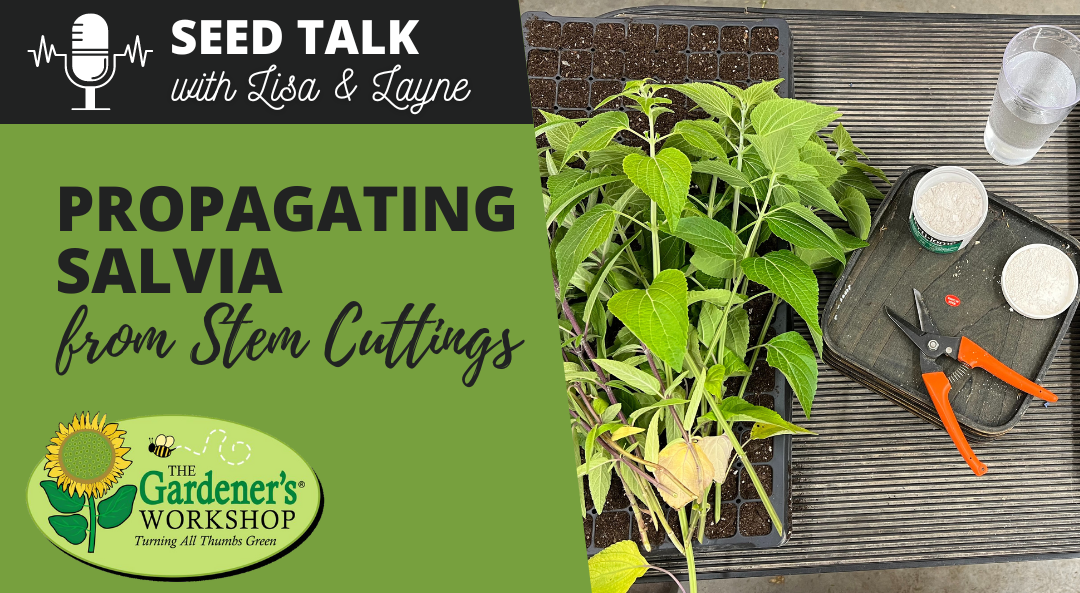 #39 – Propagating Salvia from Stem Cuttings