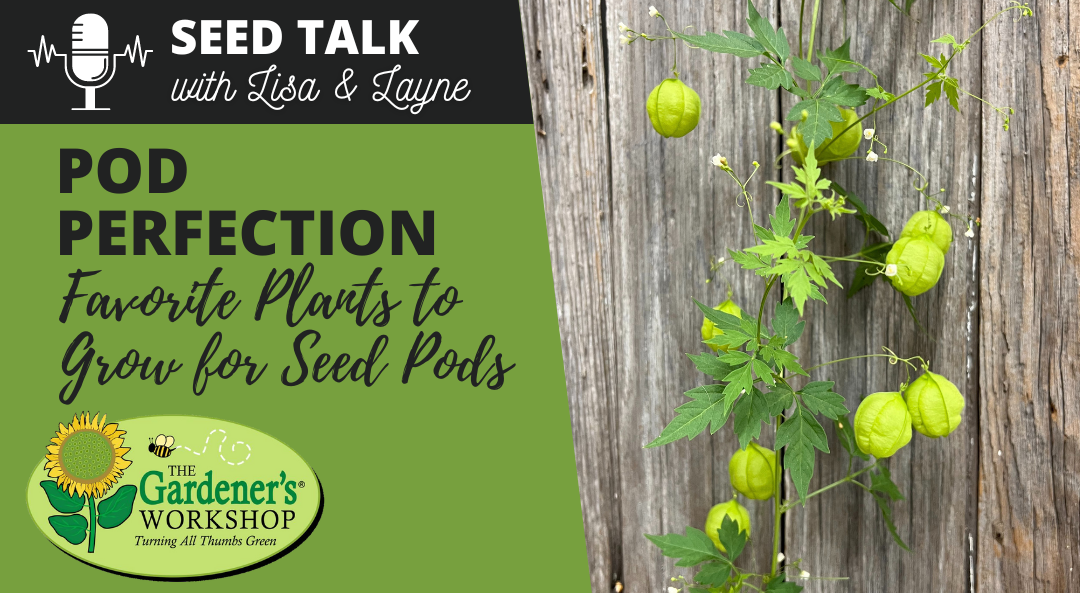 #40 – Pod Perfection – Favorite Plants to Grow for Ornamental Seed Pods