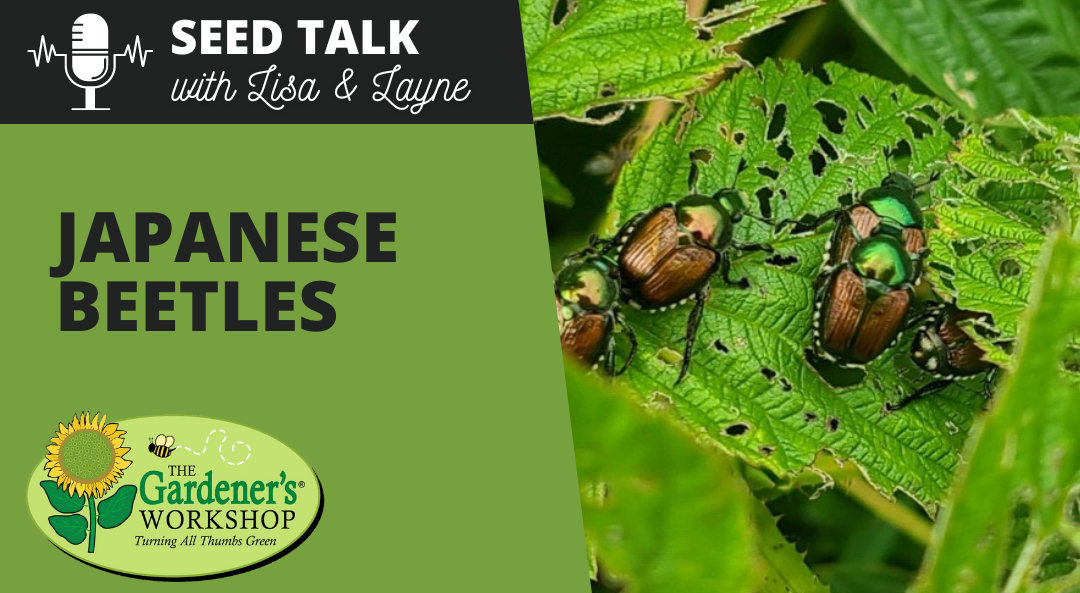 #45 – Japanese Beetles