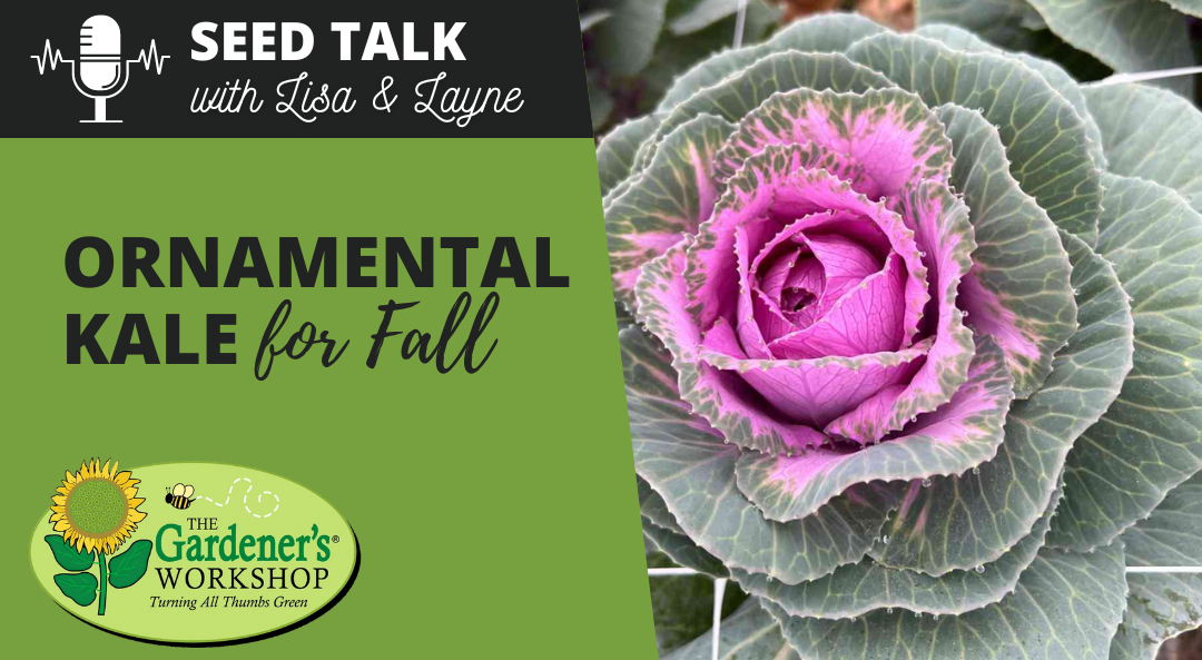 #46 – Ornamental Kale for Fall