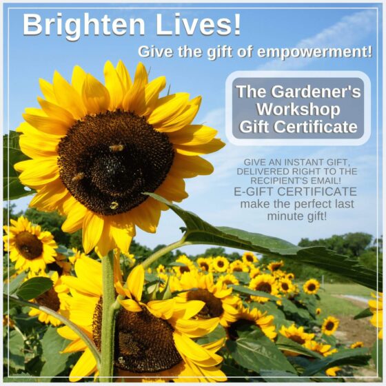e-Gift Cards - The Gift That Keeps Giving – Harris Seeds