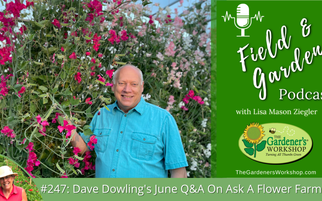 #247: Dave Dowling’s June Q&A on Ask A Flower Farmer