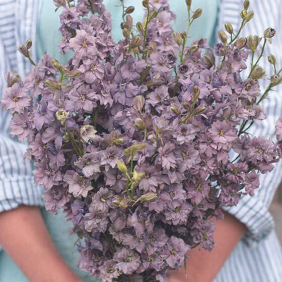 larkspur misty lavendar