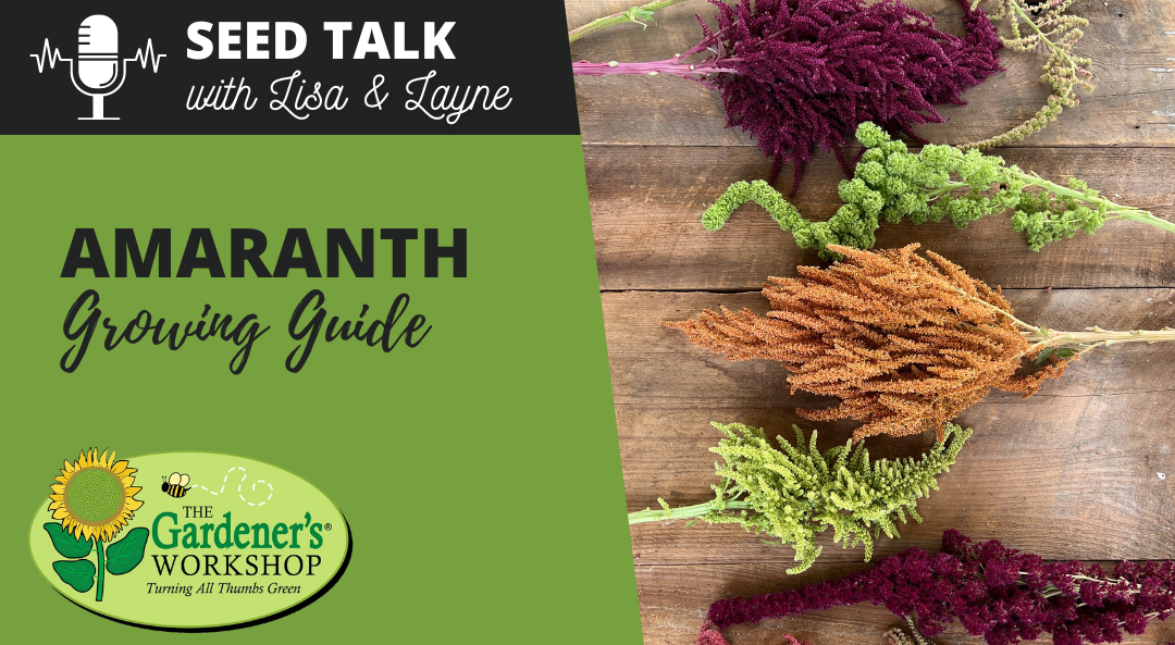 #48 – Amaranth Growing Guide