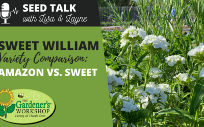 #50 – Sweet William Variety Comparison: Amazon vs. Sweet