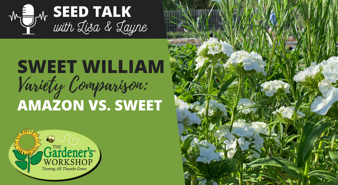 #50 – Sweet William Variety Comparison: Amazon vs. Sweet