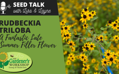 #51 – Rudbeckia Triloba – A Fantastic Late Summer Filler Flower
