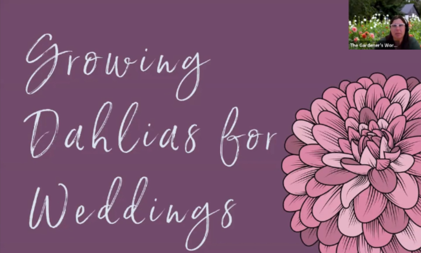 Growing Dahlia for weddings