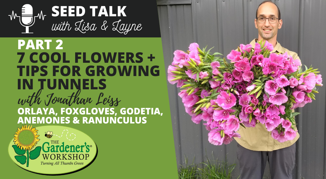 #54 – 7 Cool Flowers Plus Tips for Growing in Tunnels, Part 2 – Orlaya, Foxgloves, Godetia, Anemones & Ranunculus with Jonathan Leiss