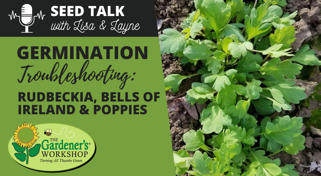 #56 – Germination Troubleshooting – Rudbeckia, Bells of Ireland & Poppies