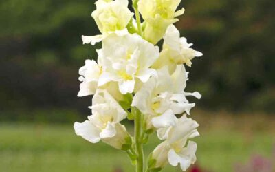 Snapdragon ‘Madame Butterfly Ivory’