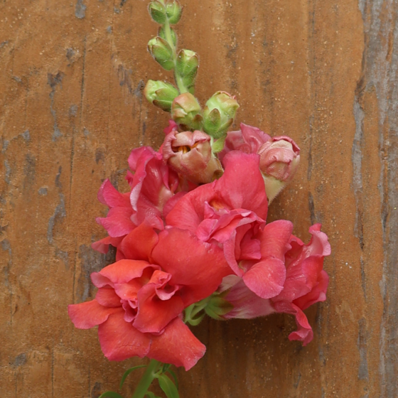 Snapdragon ‘Madame Butterfly Rose