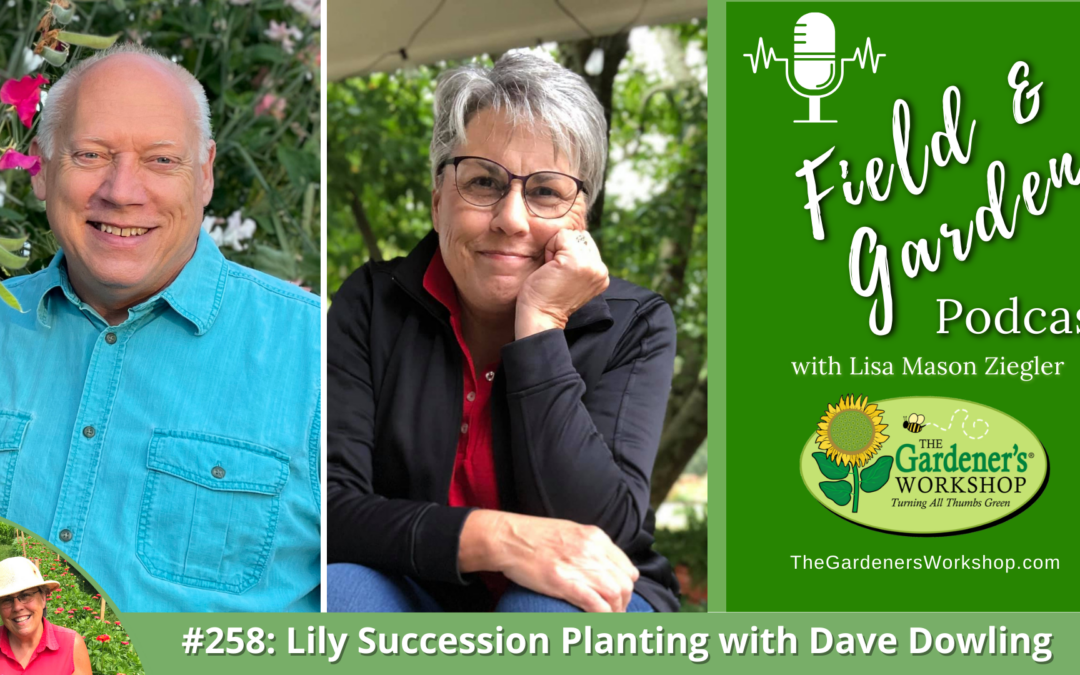#258: Lily Succession Planting with Dave Dowling
