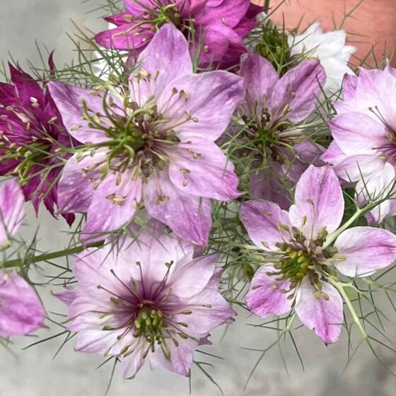 Love-in-a-Mist, Persian Mulberry Rose
