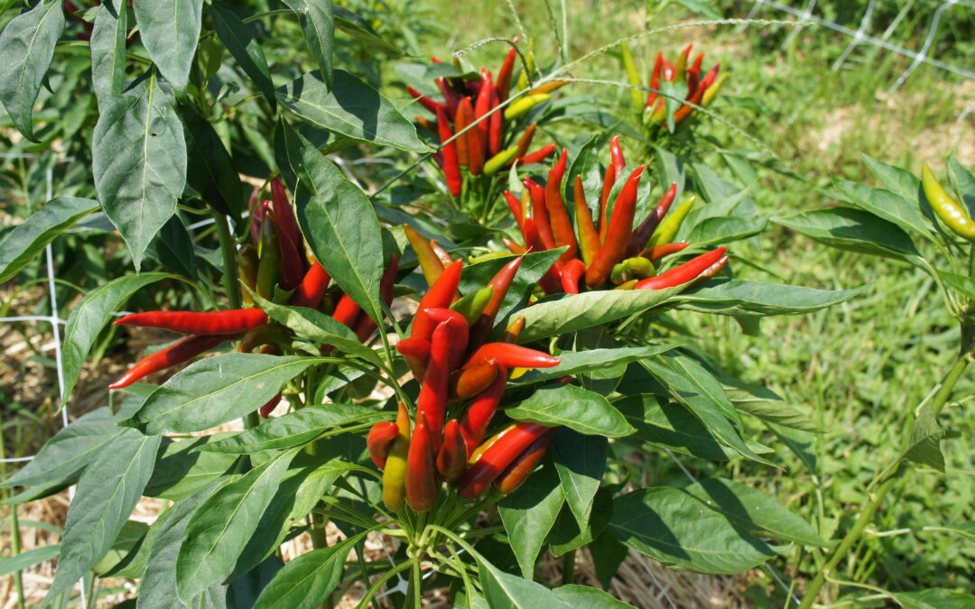 Rooster Peppers: A Cut Above