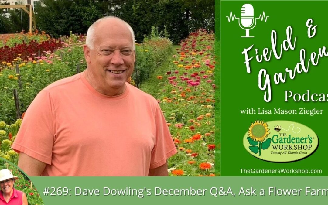 #269: Dave Dowling’s December Q&A, Ask A Flower Farmer