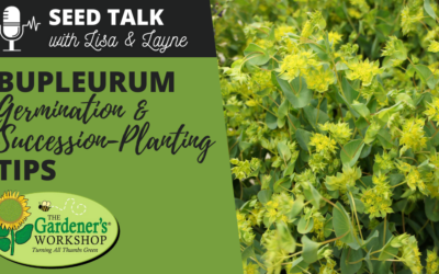 #72 – Bupleurum Germination & Succession-Planting Tips