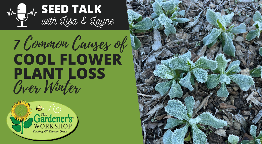 #73 – 7 Common Causes of Cool Flower Plant Loss Over Winter