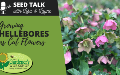 #77 – Growing Hellebores as Cut Flowers