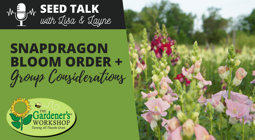 #82 – Snapdragon Bloom Order & Group Considerations