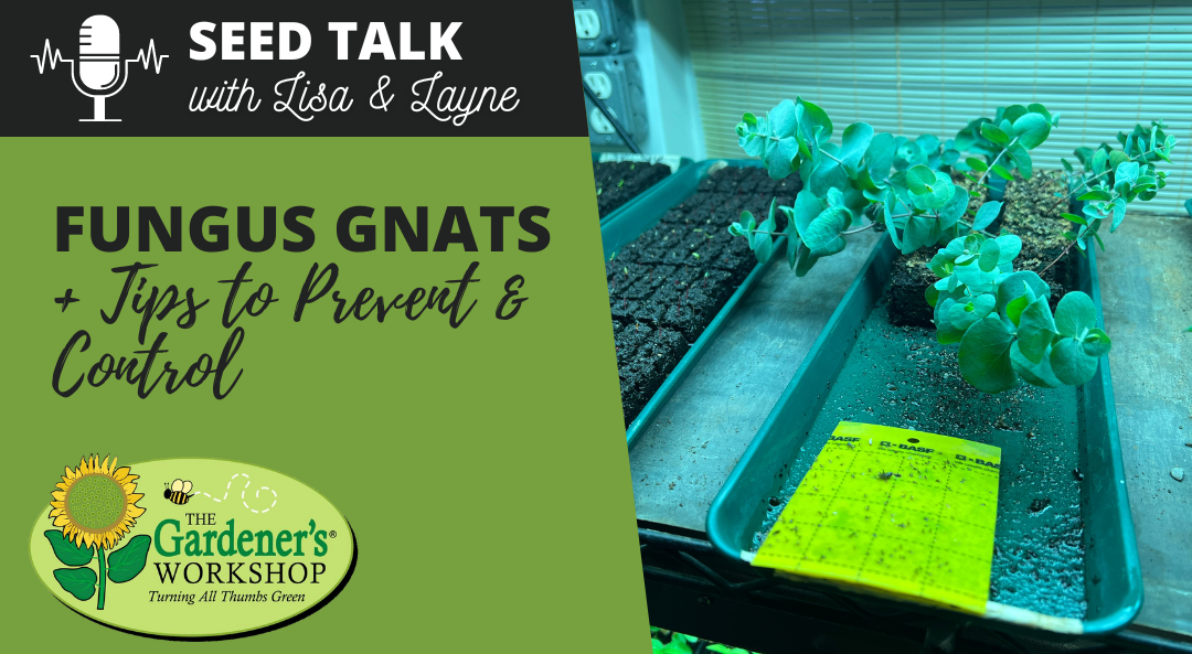 #83 – Fungus Gnats + Tips to Prevent & Control