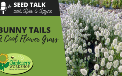 #86 – Bunny Tails – A ‘Cool Flower’ Grass