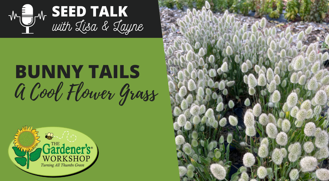 #86 – Bunny Tails – A ‘Cool Flower’ Grass