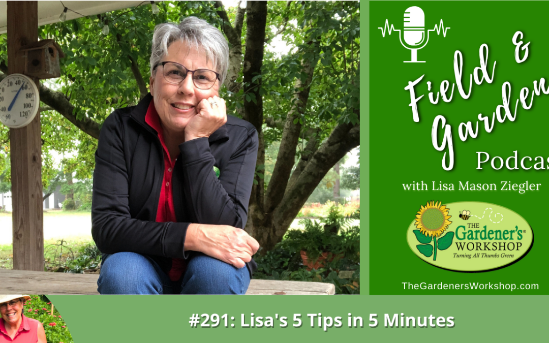 #291: Lisa’s 5 Tips in 5 Minutes