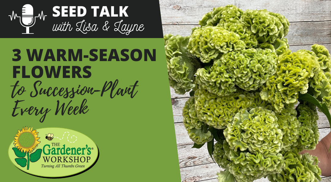 #89 – 3 Warm-Season Flowers to Succession-Plant Every Week