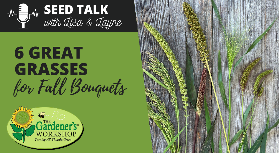 #98 – 6 Great Grasses for Fall Bouquets