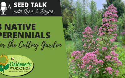 #99 – 3 Native Perennials for the Cutting Garden