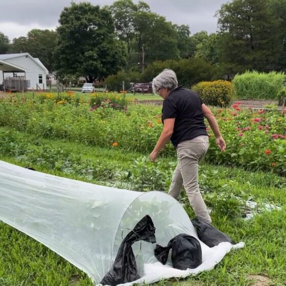 insect netting