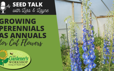 #101 – Growing Perennials as Annuals for Cut Flowers