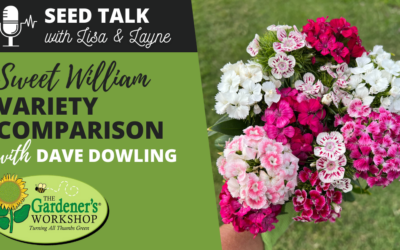 #102 – Sweet William Variety Comparison with Dave Dowling